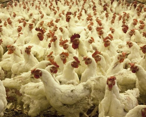 poultry-farm-hens